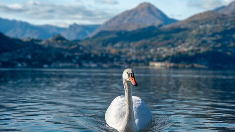 Cygne, Lac de Côme