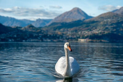 Cygne, Lac de Côme