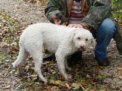 chien truffier lagotto