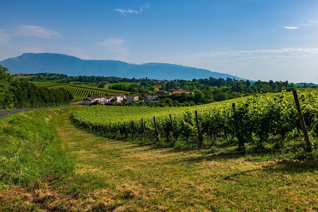 Vignobles de Vénétie