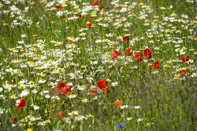fleurs sauvages
