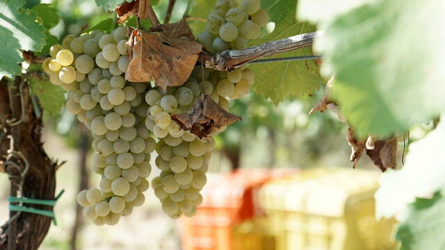 Vignoble dans les Langhe