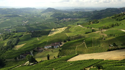 Paysage des Langhe