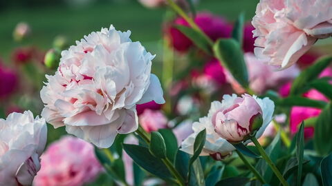 pivoines