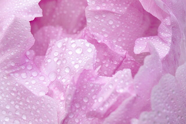 Gouttes de pluie sur une pivoine