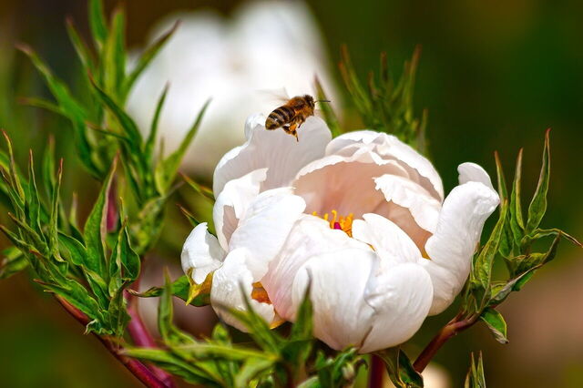 pivoine
