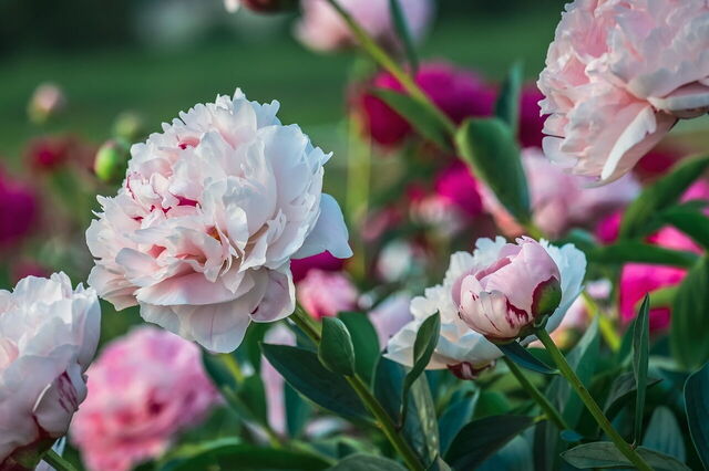 pivoines