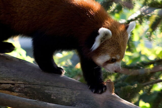 Panda roux, Parc Natura Viva