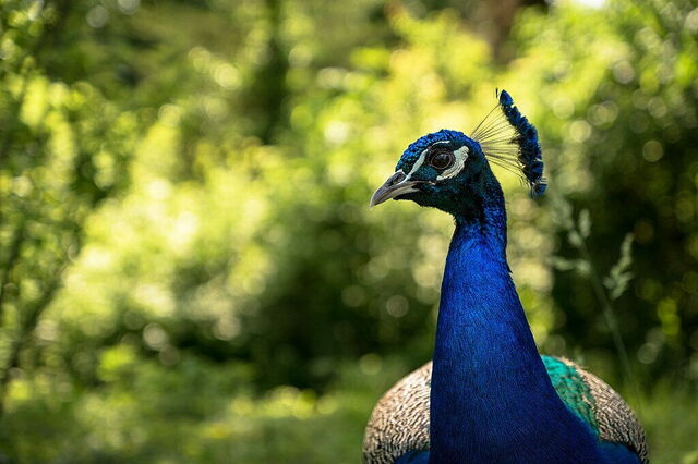 Paon, Parco Natura Viva