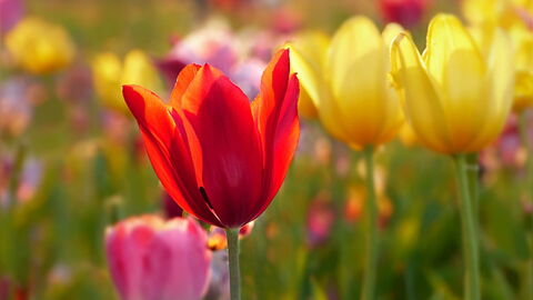 tulipes