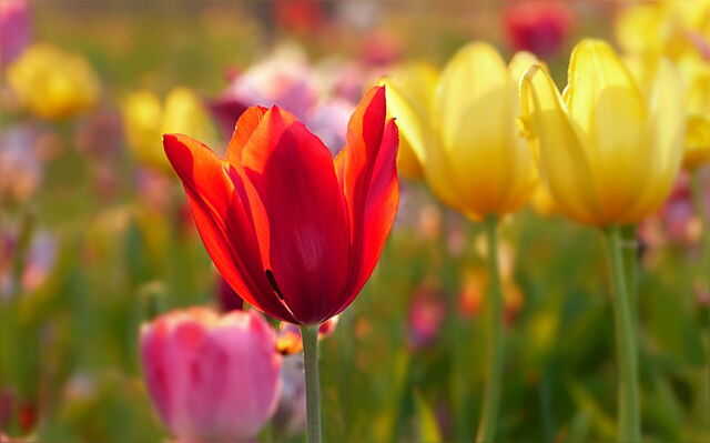 tulipes
