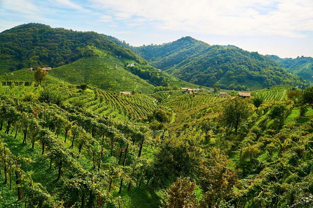 Vignobles en Vénétie