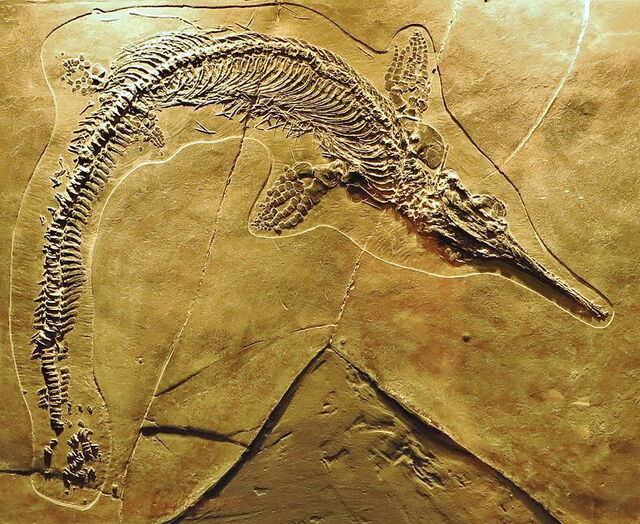 Un fossil venu du Monte San Giorgio