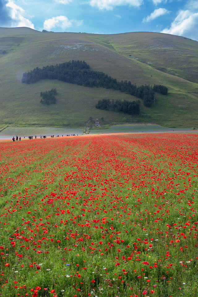 Castelluccio di Norcia, coquelicots