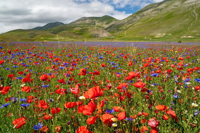 détail de Castelluccio di Norcia