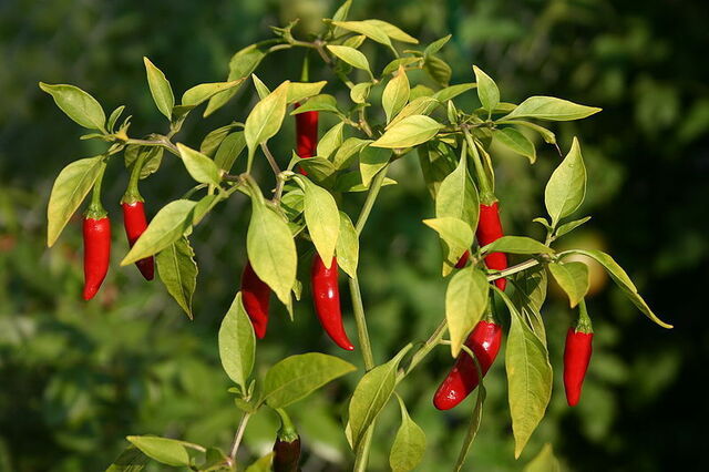 Piment en croissance