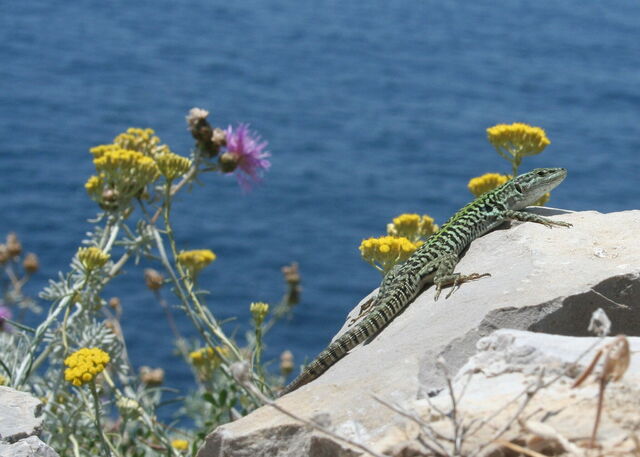 Flore et Faune, Punta Campanella