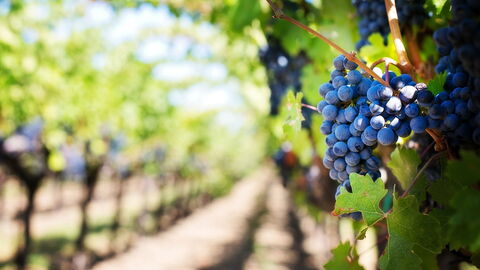vignoble