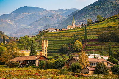 Vignoble de Bolzano en automne