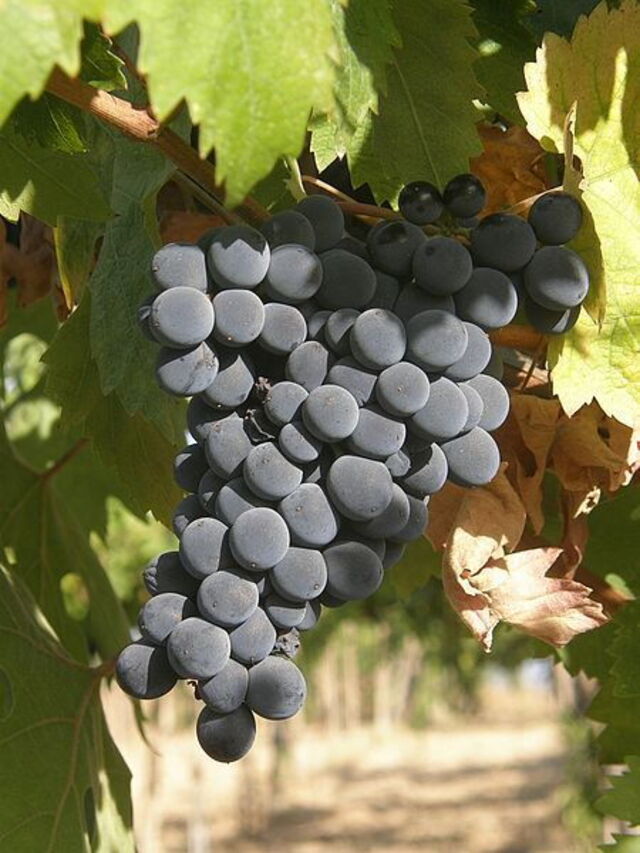 La célèbre vigne de Montepulciano d'Abruzzo