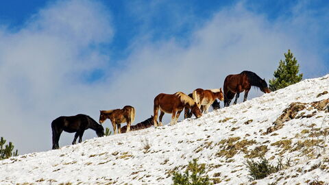 Chevaux dans les Abruzzes