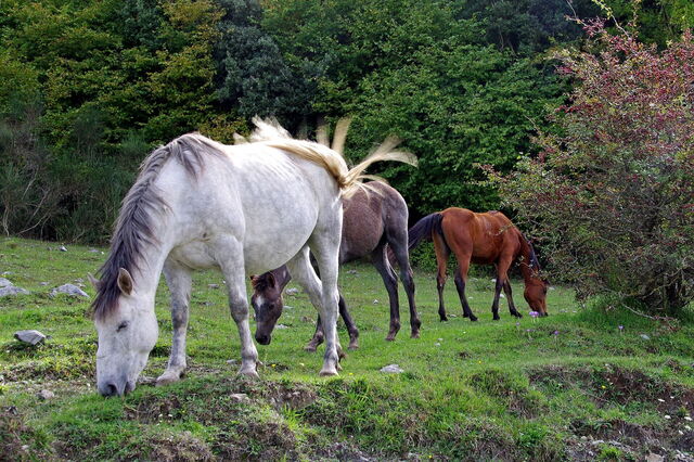 Gran Sasso, chevaux