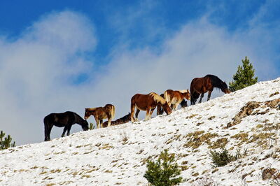 Chevaux dans les Abruzzes
