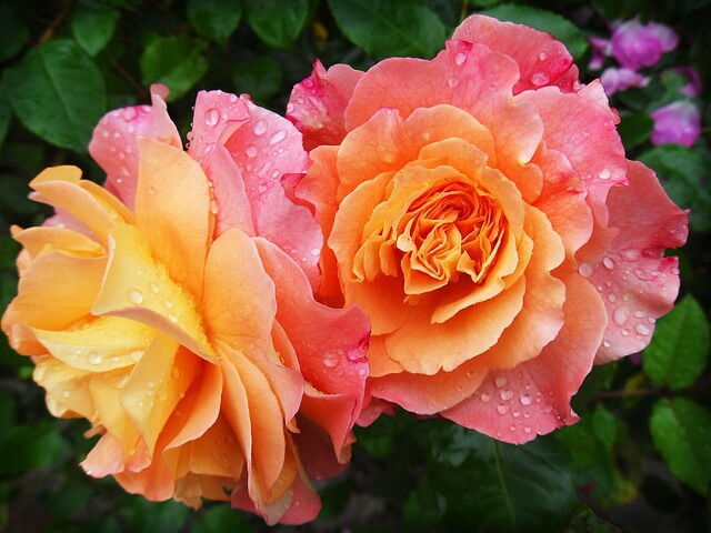 Des roses