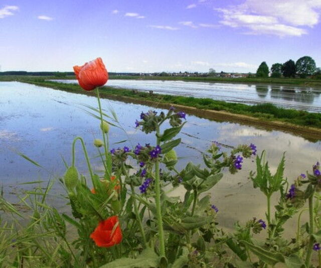Les champs de riz dans la région de Piémont
