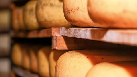 pecorino