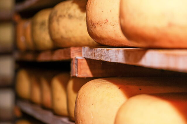 pecorino