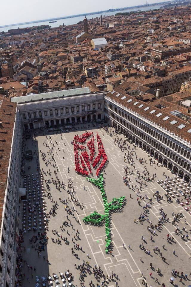Rose sur la place Saint-Marc