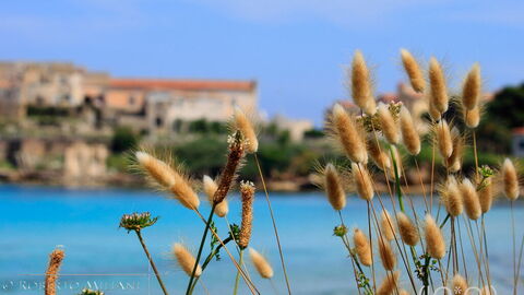 Une vue vers Pianosa