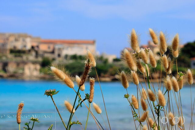 Une vue vers Pianosa