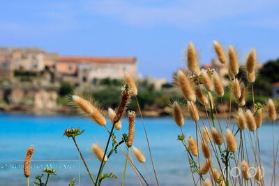Une vue vers Pianosa
