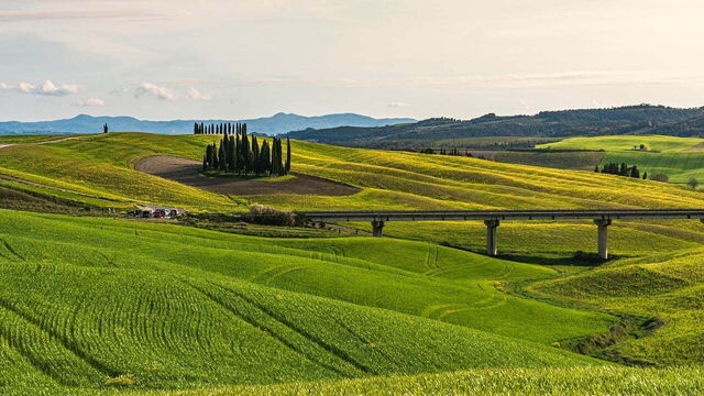 cyprès toscane