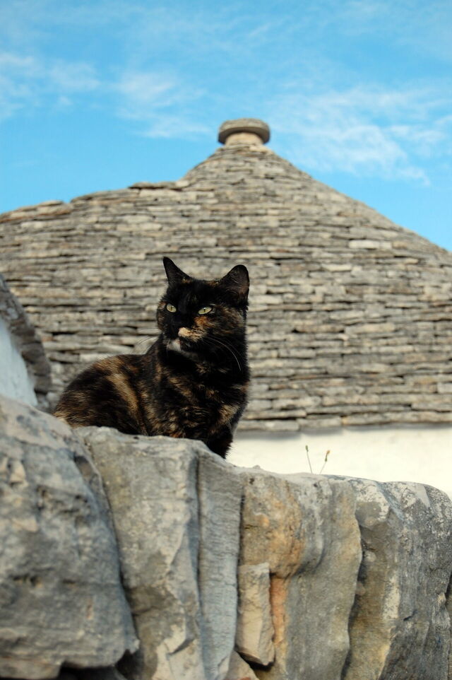 chat alberobello