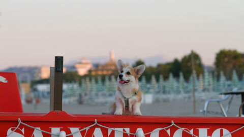 Un chien sur la plage en Italie