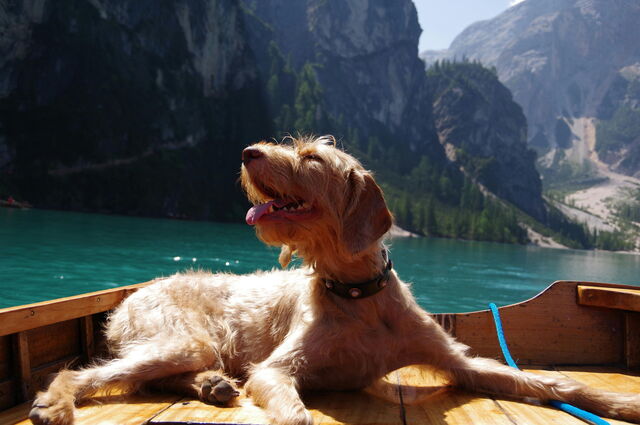 Chien profitant d'une journée au bord du lac en Italie