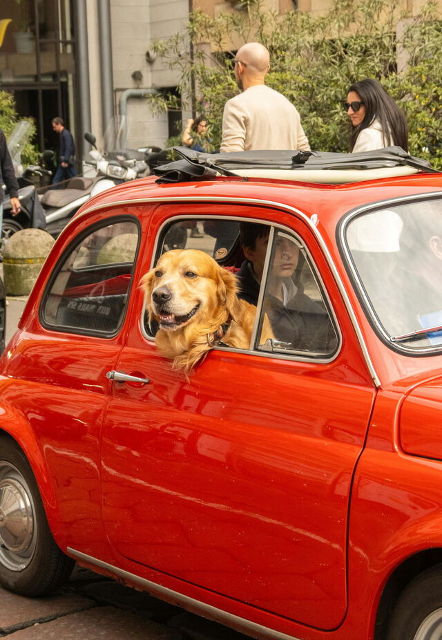 Chien dans une voiture, Italie