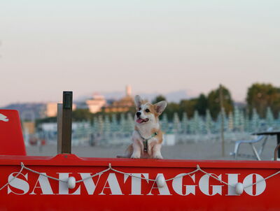 Un chien sur la plage en Italie