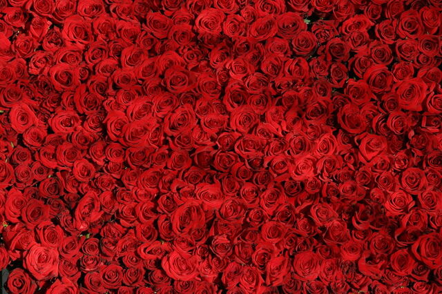 roses rouge