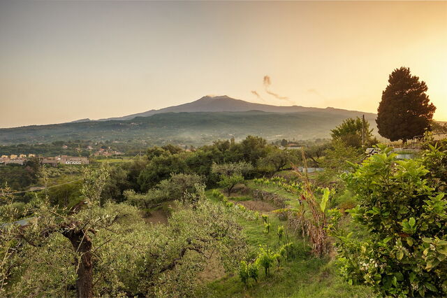 Vignes avec l'Etna en arrière-plan