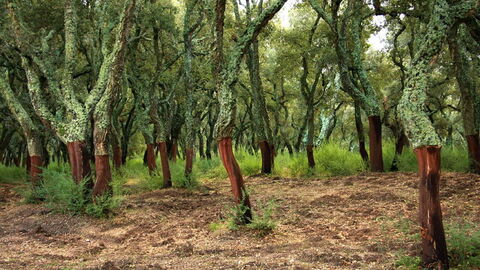 Une forêt de chênes-lièges