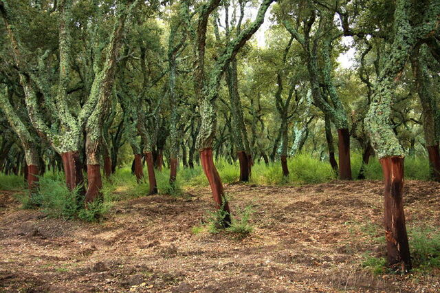 Une forêt de chênes-lièges