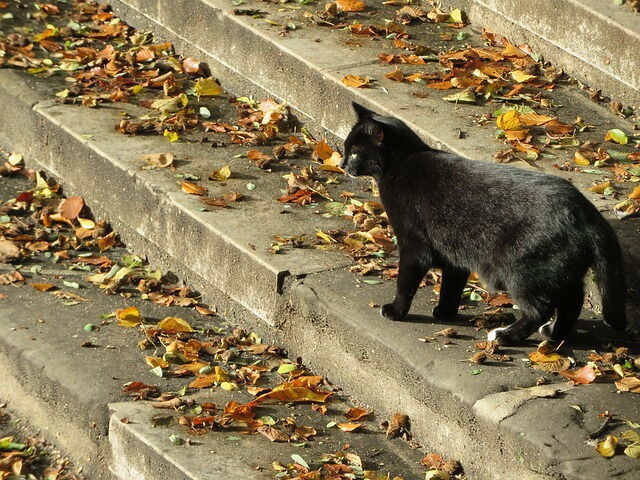 Un chat noir