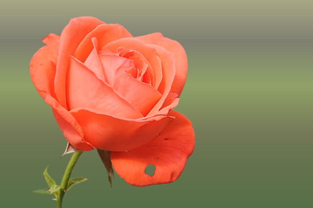 rose