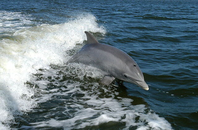 Un dauphin suivant un bateau