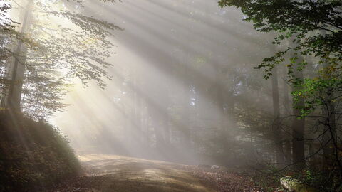 Matin dans la forêt