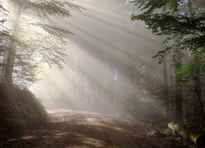 Matin dans la forêt